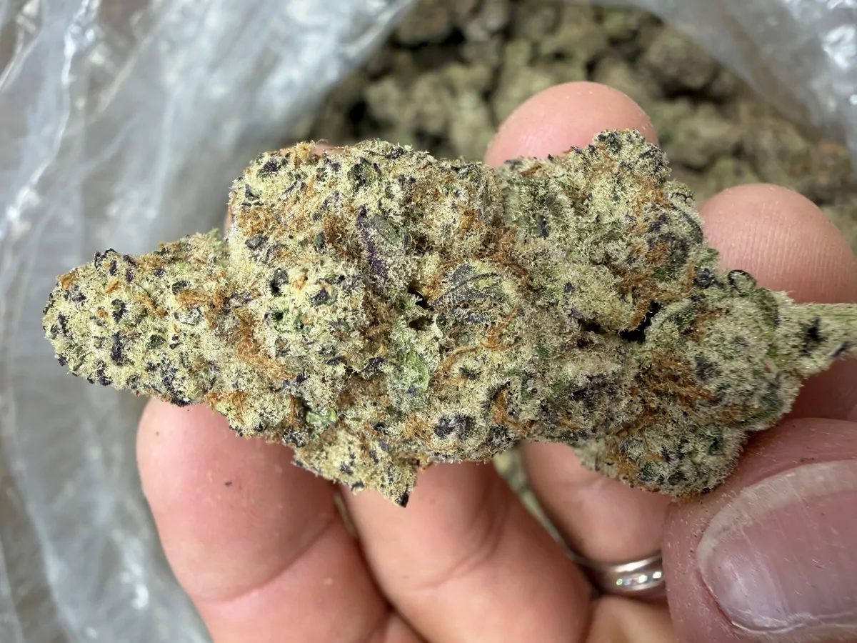 Black Cherry Soda Flower